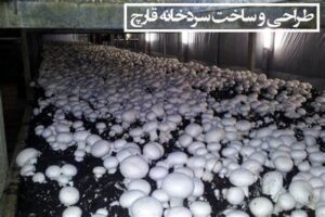 سردخانه سالن قارچ