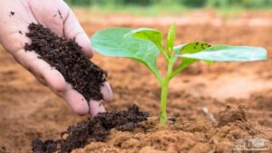 ورمی کمپوست