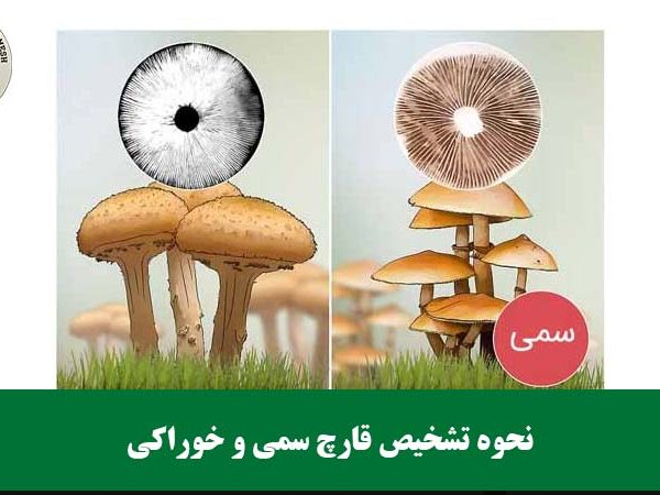 نحوه تشخیص قارچ سمی و خوراکی