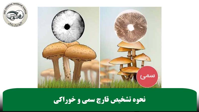 نحوه تشخیص قارچ سمی و خوراکی