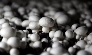 Mushrooms