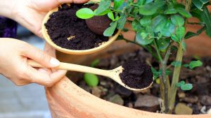 فواید کمپوست برای بهبود رشد گیاهان