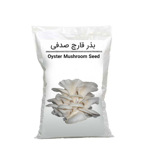 بذر قارچ صدفی