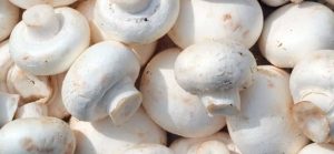 بذر قارچ دکمه ای