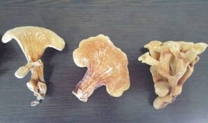 قارچ گانودرما