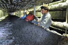 خرید خاک پوششی