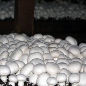 قارچ دکمه ای