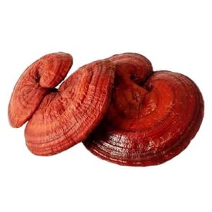 قارچ گانودرما