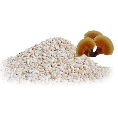 بذر قارچ گانودرما