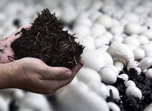 کمپوست قارچ