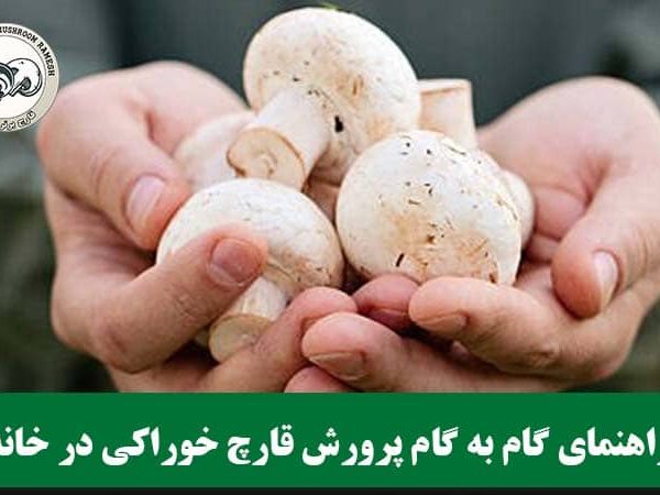 راهنمای گام به گام پرورش قارچ خوراکی در خانه