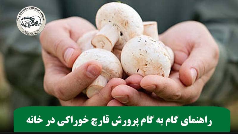 راهنمای گام به گام پرورش قارچ خوراکی در خانه