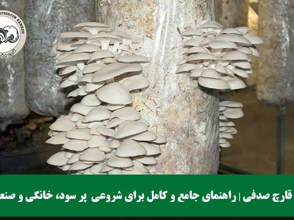 پرورش قارچ صدفی