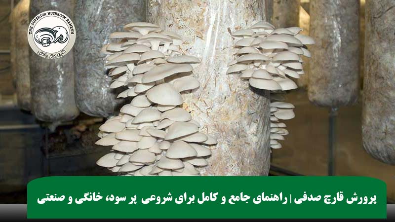پرورش قارچ صدفی