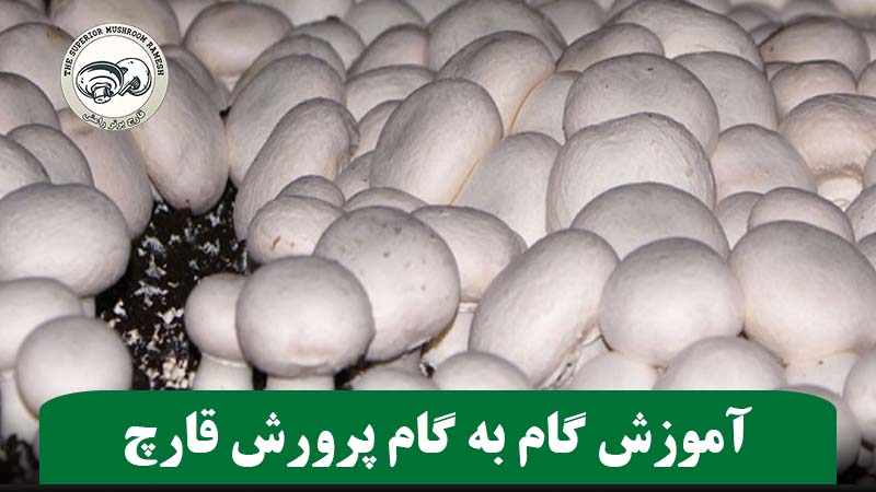 آموزش گام به گام پرورش قارچ