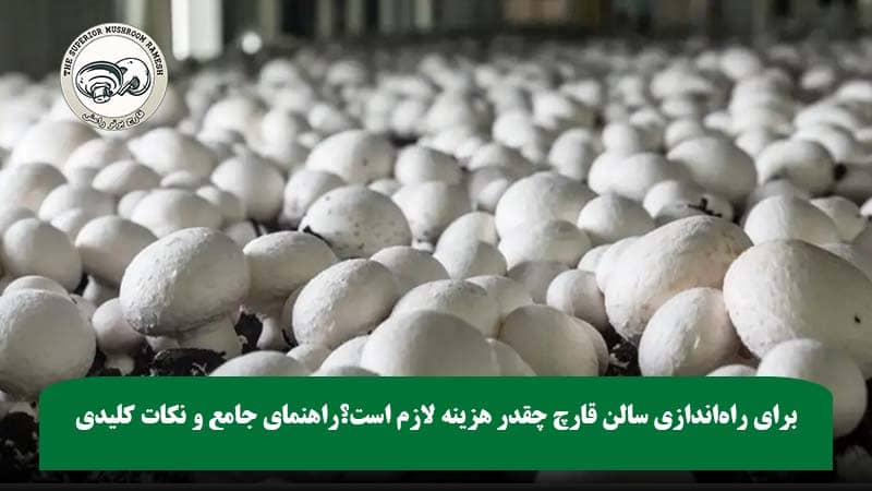 برای راهاندازی سالن قارچ چقدر هزینه لازم است؟ (هزینه ی پرورش قارچ)