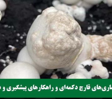 انواع بیماری‌های قارچ دکمه‌ای و راهکارهای پیشگیری و درمان