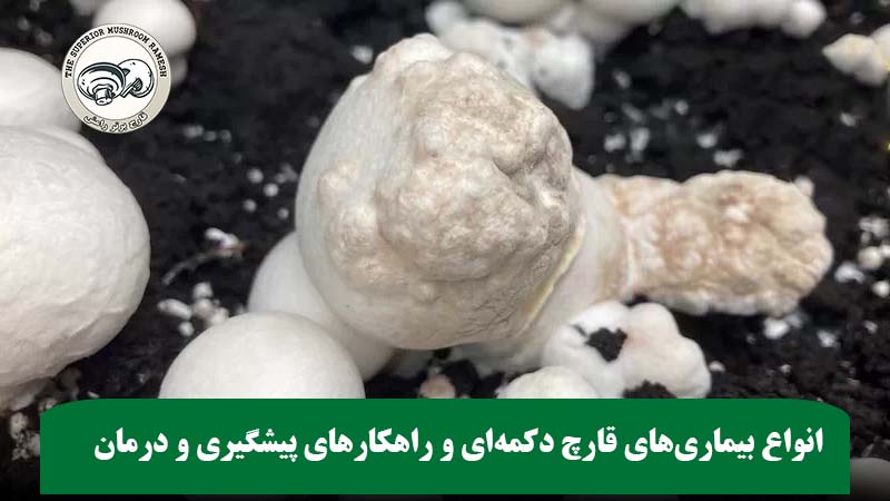 انواع بیماری‌های قارچ دکمه‌ای و راهکارهای پیشگیری و درمان