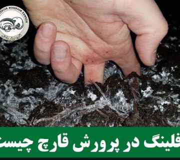 رافلینگ در پرورش قارچ چیست؟