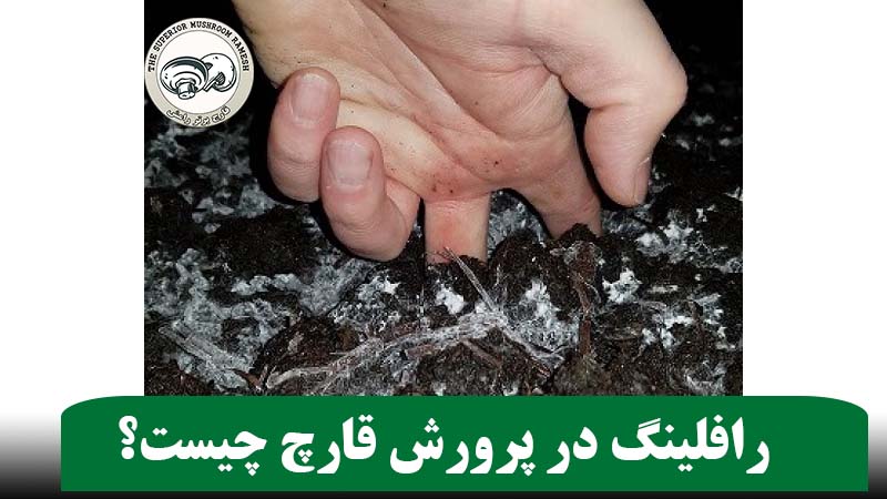 رافلینگ در پرورش قارچ چیست؟