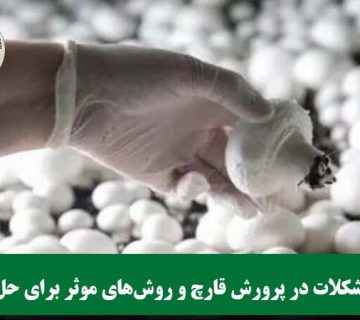 رایج‌ترین مشکلات در پرورش قارچ
