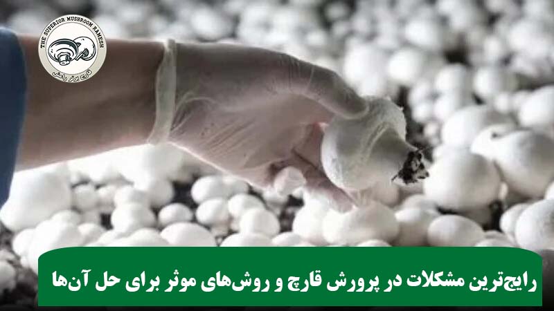 رایج‌ترین مشکلات در پرورش قارچ