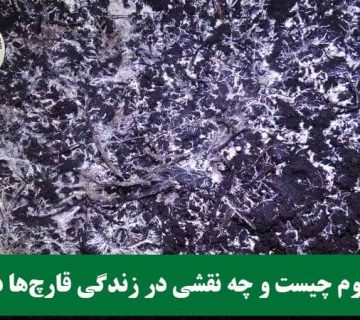 میسلیوم چیست؟