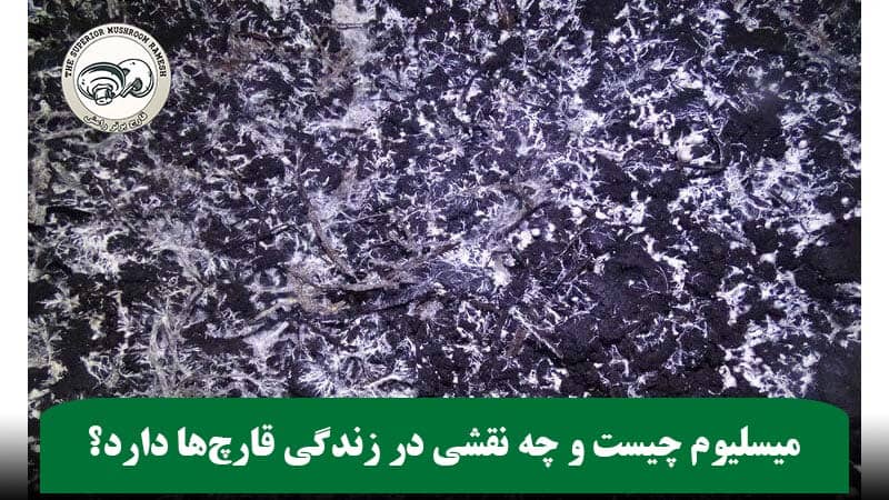 میسلیوم چیست؟